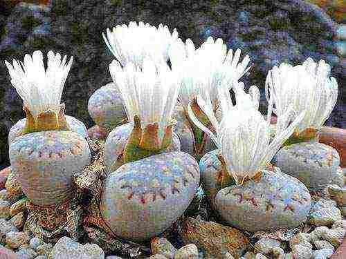 how to grow lithops from seeds at home