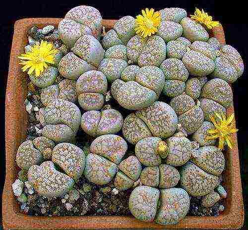 how to grow lithops from seeds at home