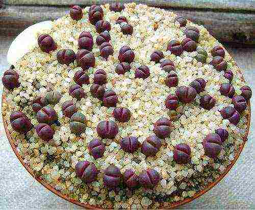 how to grow lithops from seeds at home