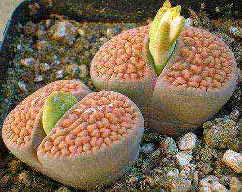 how to grow lithops from seeds at home