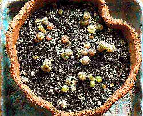 how to grow lithops from seeds at home