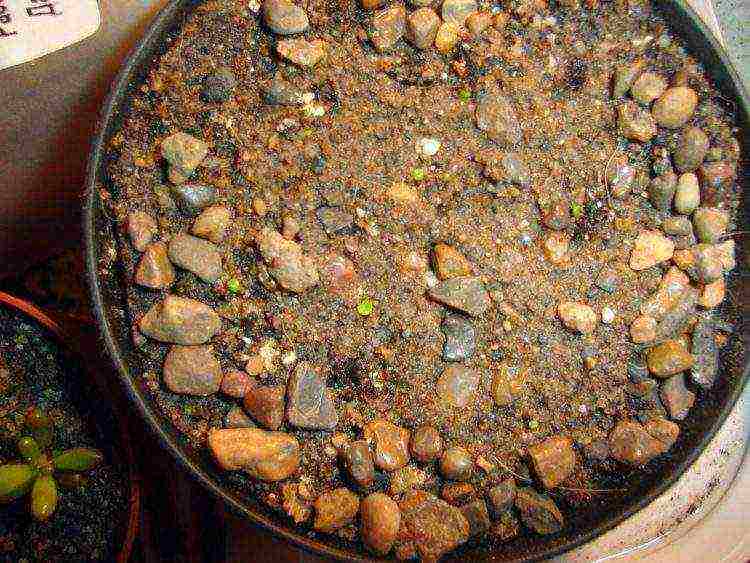 how to grow lithops from seeds at home