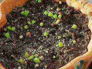 how to grow lithops from seeds at home