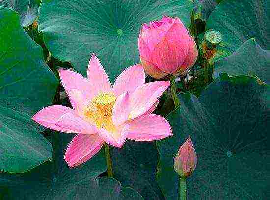 how to grow lotuses from seeds at home