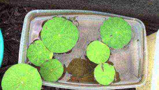 how to grow lotuses from seeds at home