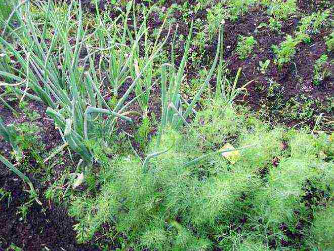 how to grow onions all year round at home