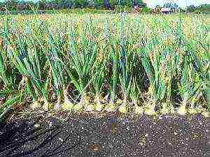 how to grow onions all year round at home
