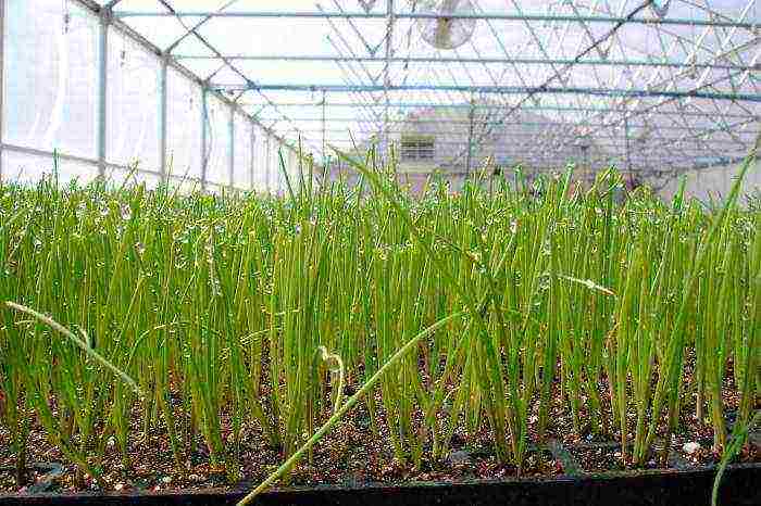 how to grow onions on a feather at home with seeds