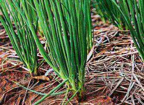 how to grow onions on a feather at home with seeds