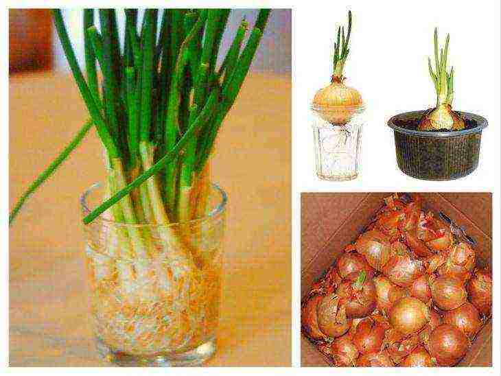 how to grow onions on a windowsill in a plastic bottle