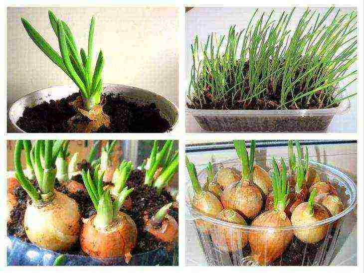 how to grow onions on a windowsill in a plastic bottle