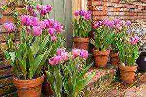 how to grow tulip bulbs at home