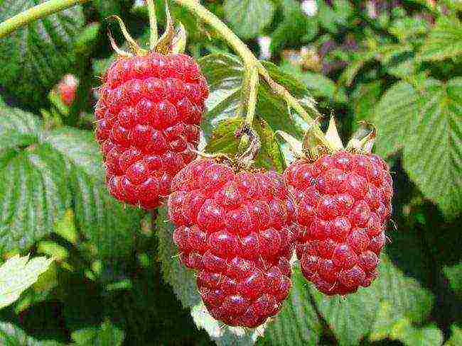 how to grow raspberries at home from seeds