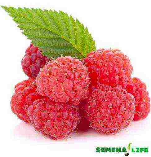 how to grow raspberries at home from seeds