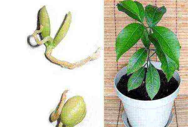 how to grow a tangerine at home from a bone