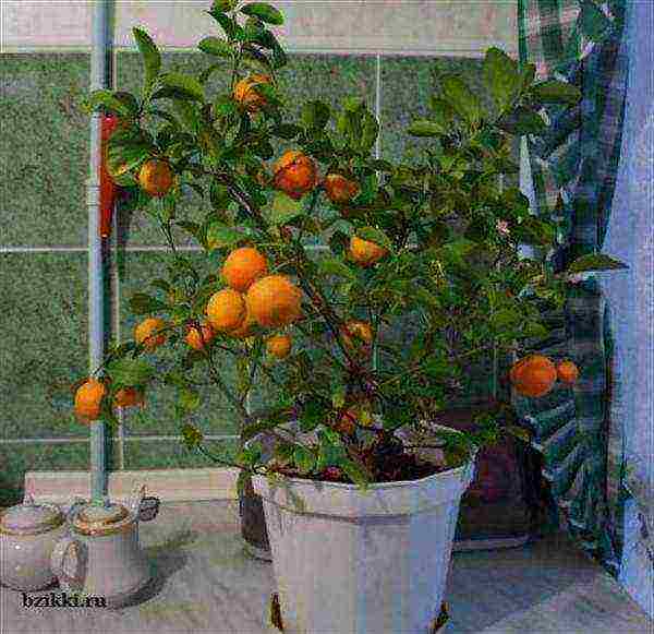 how to grow a tangerine at home from a bone