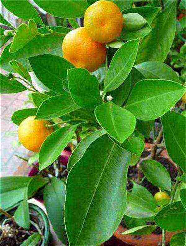 how to grow a tangerine at home from a bone