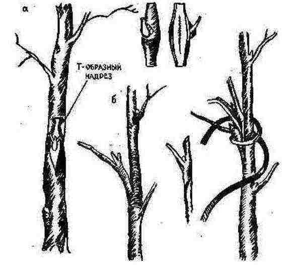 how to grow a tangerine at home from a bone