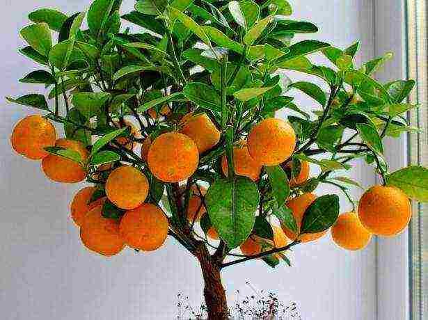 how to grow a tangerine at home from a bone