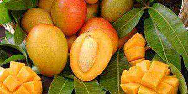 how to grow mango at home from a stone