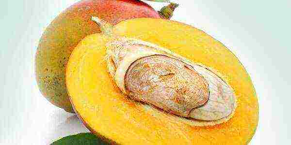 how to grow mango at home from a stone