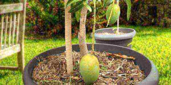 how to grow mango at home from a stone