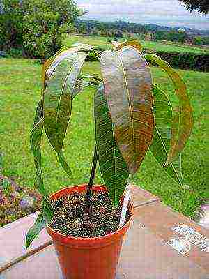 how to grow mango at home from a stone