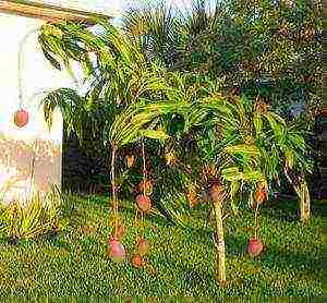 how to grow mango at home from a stone