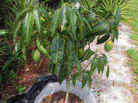 how to grow mango at home from a stone