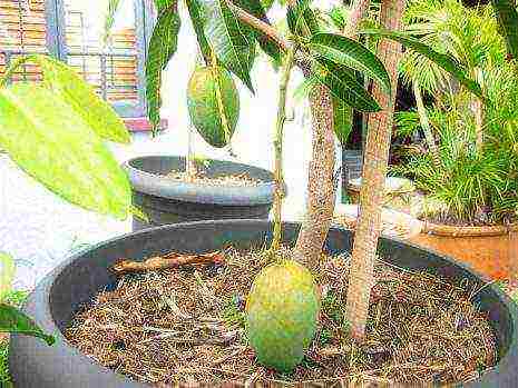 how to grow mango at home from a stone