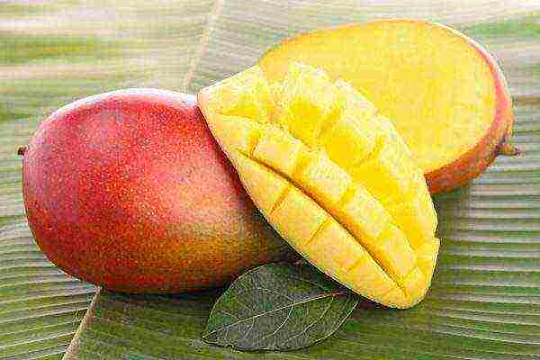 how to grow mango at home from a stone