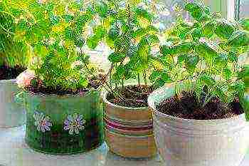 how to grow lemon balm at home from seeds