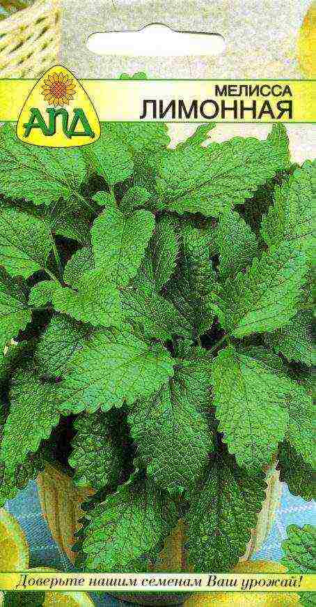 how to grow lemon balm at home from seeds