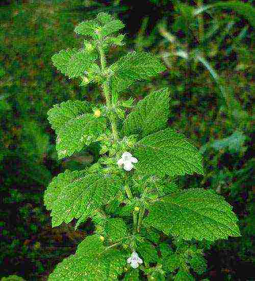 kung paano palaguin ang lemon balm sa bahay mula sa mga binhi