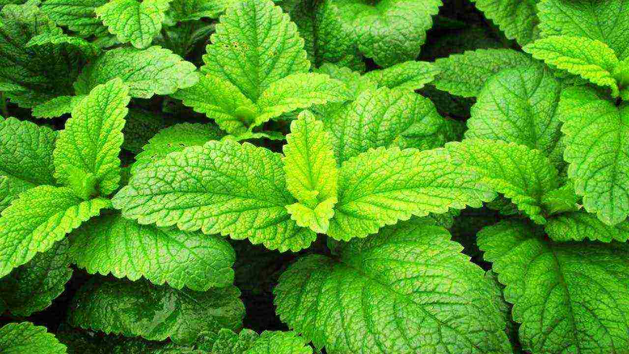 kung paano palaguin ang lemon balm sa bahay mula sa mga binhi