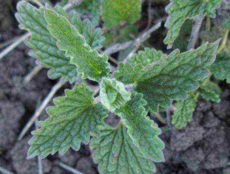 kung paano palaguin ang lemon balm sa bahay mula sa mga binhi