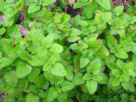 how to grow lemon balm at home from seeds