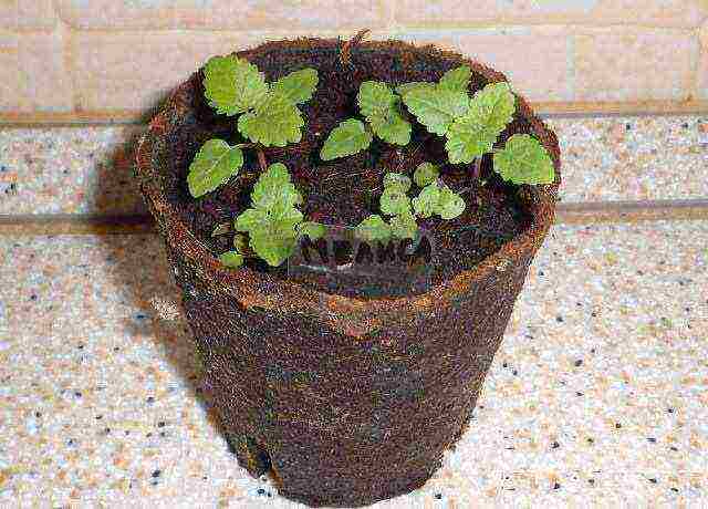 how to grow lemon balm at home from seeds