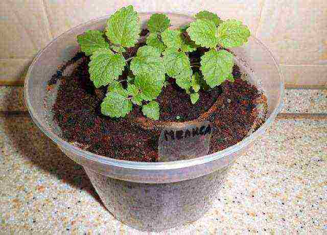 kung paano palaguin ang lemon balm sa bahay mula sa mga binhi