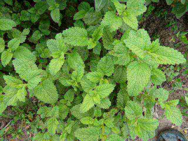 kung paano palaguin ang lemon balm sa bahay mula sa mga binhi