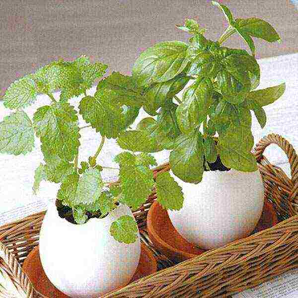 how to grow lemon balm at home from seeds