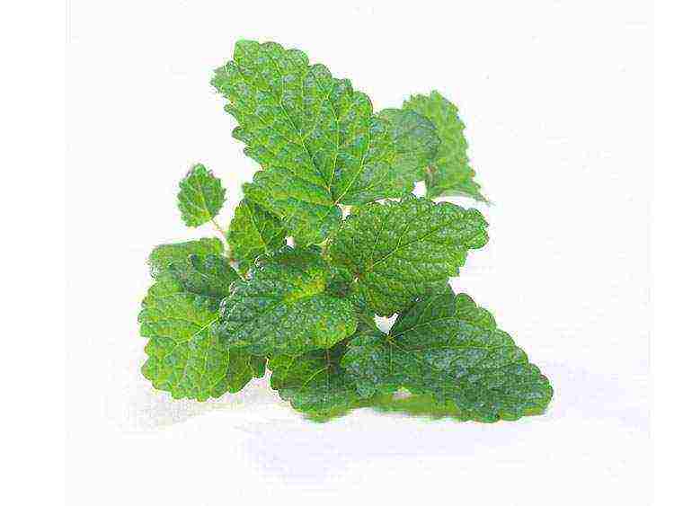 kung paano palaguin ang lemon balm sa bahay mula sa mga binhi