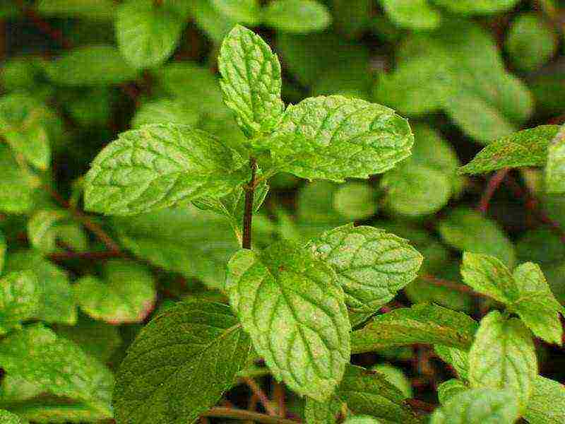 kung paano palaguin ang lemon balm sa bahay mula sa mga binhi