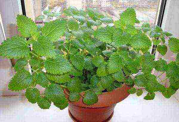 how to grow lemon balm at home from seeds