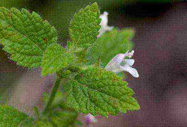 kung paano palaguin ang lemon balm sa bahay mula sa mga binhi