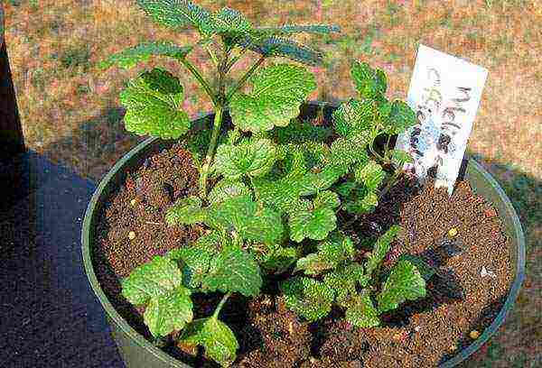 kung paano palaguin ang lemon balm sa bahay mula sa mga binhi