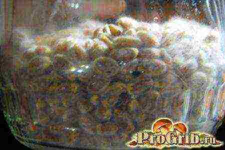 how to grow mycelium at home oyster mushrooms