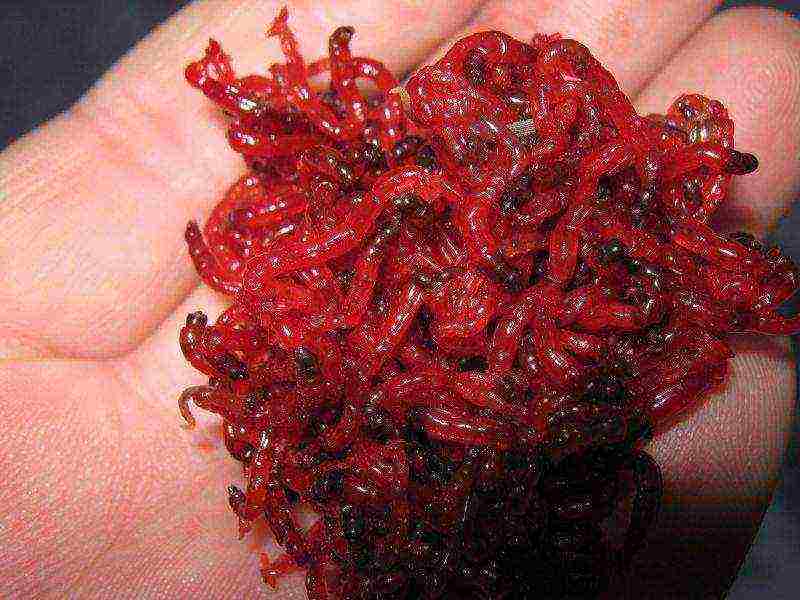 kung paano mapalago ang mga bloodworm para sa pangingisda sa bahay