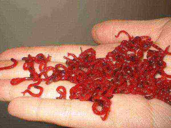 kung paano mapalago ang mga bloodworm para sa pangingisda sa bahay