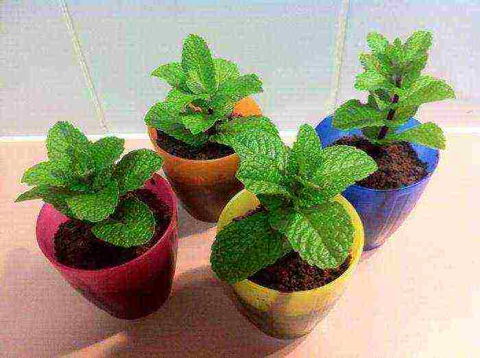 how to grow mint at home in pots in winter